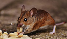 24 Hour & Emergency Exterminators in Sumneytown, PA